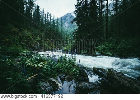 Atmospheric Forest Landscape With Rapids On Powerful Mountain River Between Rocks With Mosses, Trees
