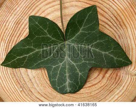 Ivyleaf på ett bräde