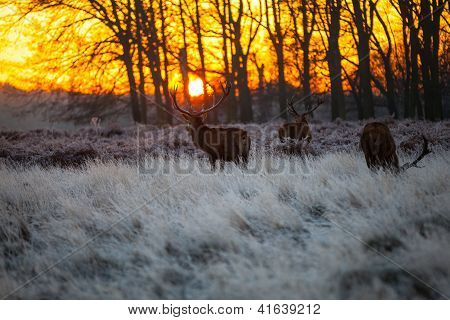 Red Deer