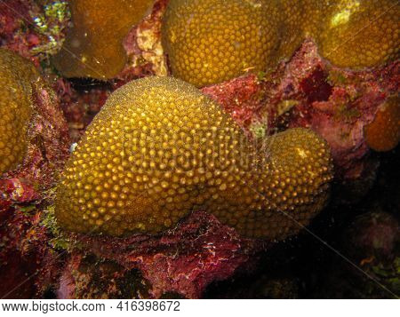 Orbicella Annularis