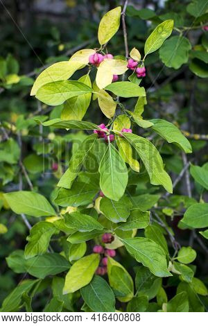 Deciduous Shrub, Pink Flowers With Orange Seeds Of Euonymus Europaeus Or Spindle. Celastraceae