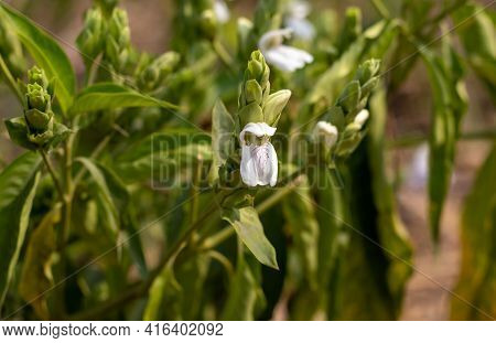 Closeup Of Malabar Nut Or Adhatoda Flower With Selective Focus And Copy Space, Also Known As Justici