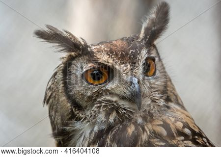 A Close Up View Of The Hea And Eyes Of A Eurasian Eagle Owl.