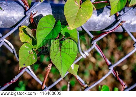 Honeyvine Milkweed Aka Ampelamus Albidus On A Fence.