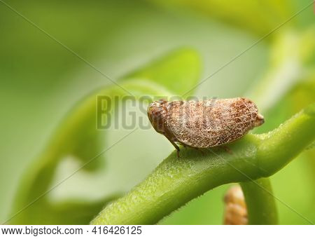 Macro Of The Brown Planthopper On Green Leaf In The Garden.  Nilaparvata Lugens (stal) On Blurred Of