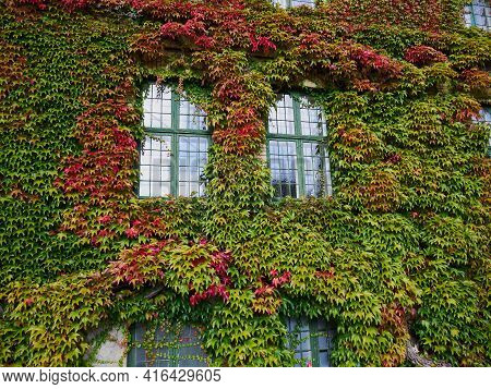 Leaves Of Green Ivy Covering A Wall Of A Public Building House Funen Fyn Denmark