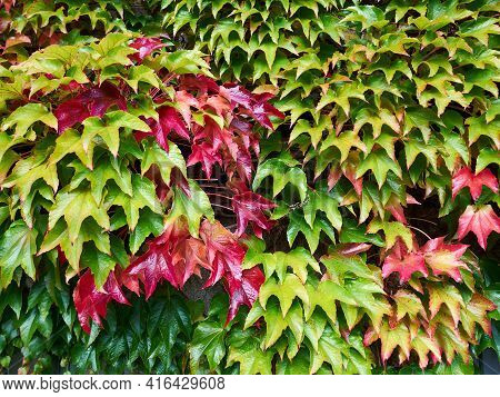 Leaves Of Green Ivy Covering A Wall Of A Public Building House Funen Fyn Denmark