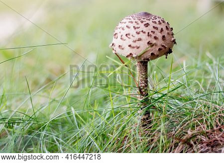 Ite Mushroom In Forest. Organic Food In Wild Natural Environment