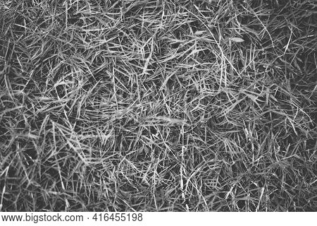 Abstract Natural Background. Collection With Different Colour Tones Of Green Grass, Copy Space. Summ
