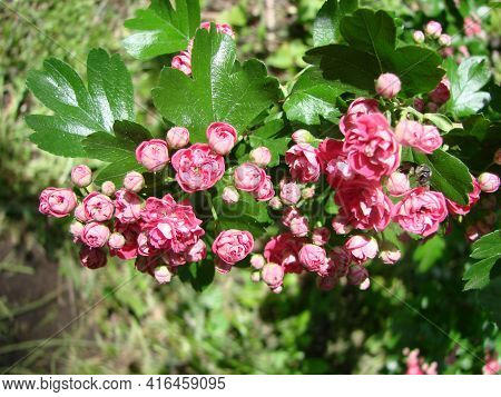 Natural Floral Background, Blossoming Of Double Pink Hawthorn Or Crataegus Laevigata Beautiful Pink