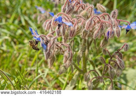 Close-up Of The Wild Borage Plant (borago Officinalis) With Bees On Its Blue Flowers. Island Of Mall