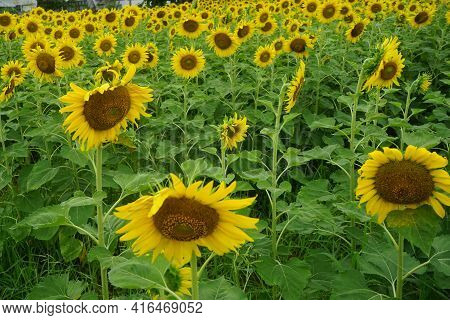 Sunflowers On A Nature Background. Organic Farming, Smallholding, Gardening, Health Concept, Nature 