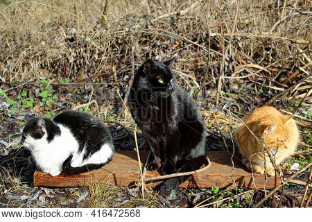 Three Cats Of Different Colors Are Sitting Looking In Different Directions, Like Three Heroes In Rus
