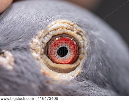 Unique, Gorgeous And Colorful Pigeon Eye. Wild Pigeon. Pink Eye.