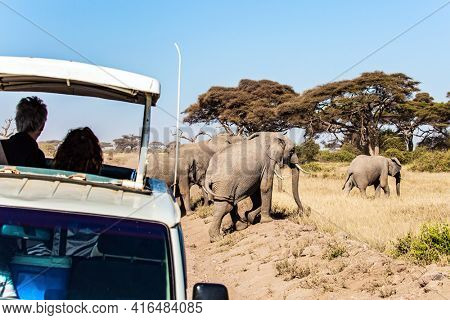 Wild animals are freely available. Car adventure for avid tourists. Herd of wild elephants grazes at the foot of Mount Kilimanjaro. Magical journey to Africa. Kenya. Amboseli. 