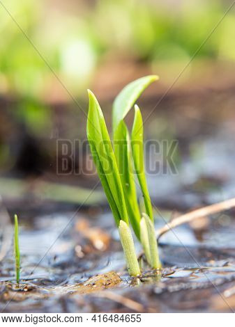 The Wild Cowleek Or Ramsons. Young Sprout Of Garlic Bears. Moist Soil After Spring Thaw Is Suitable 