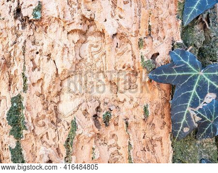 Gnawed And Deciduous Bark Of Winter Oak, Overgrown With Longhorn Beetle, Morinus Asper. Destruction 
