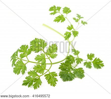 Fresh Chervil Sprig Isolated On White Background