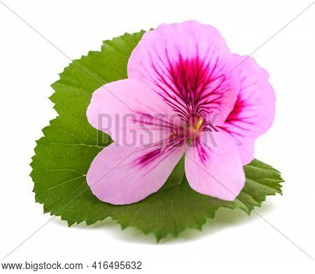 Geranium Flower With  Leaf Isolated On White Background