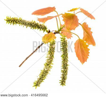 Poplar Branch With Aments And Fluff Isolated On White