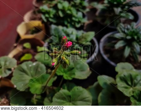Pelargonium Is A Genus Of Flowering Plants Which Includes About 280 Species Of Perennials, Succulent