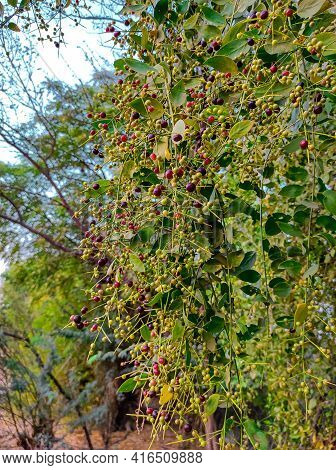 In Gujarat, The Branch Of This Tree Is Brushed By Making A Toothbrush And It Has Very Abstract Benef