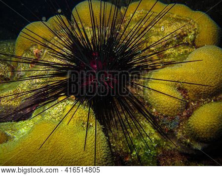 Sea Urchin Diadema Antillarum In Tayrona National Natural Park
