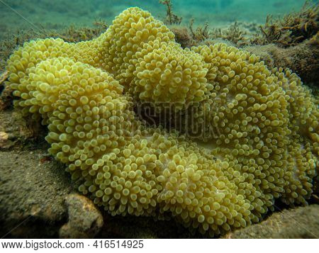Ricordea Florida