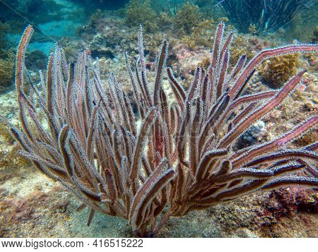 Soft Coral Pterogorgia Anceps In The Rosario Islands National Natural Park