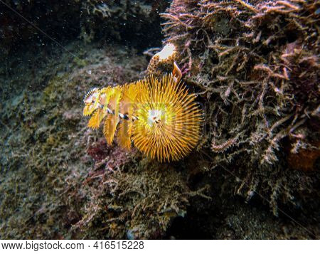 Christmas Tree Worm Spirobranchus Giganteus In Tayrona National Natural Park