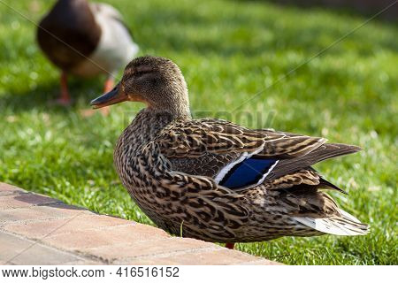 Closeup Isolated Image Of A Female Mallard Duck On The Grass With A Male In Background Grazing. They