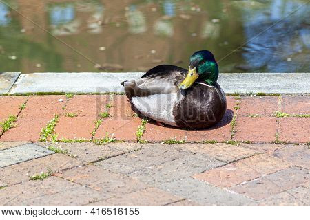 A Cute Male Mallard Duck Is Resting On Cobblestone Street By A River On A Sunny Day. It Has Shiny Vi