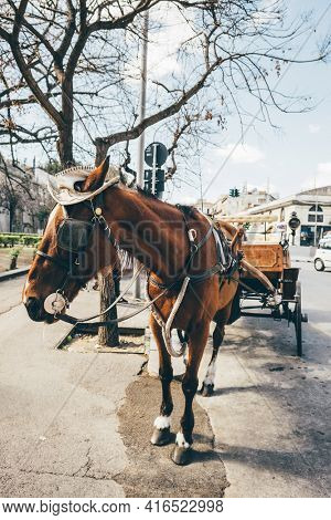 Palermitan horse cart with white hat in Palermo old town, Sicily, Italy. Attraction for tourists.