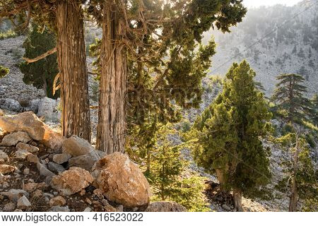 Lebanese Cedar trees at the slopes of Tahtali mountain at Lycian way trekking way in Turkey