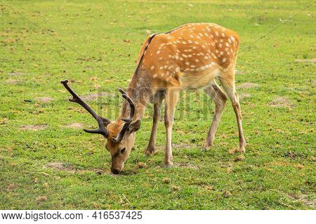 Young Deer Graze On A Pasture Near The Forest. Animals. Close-up