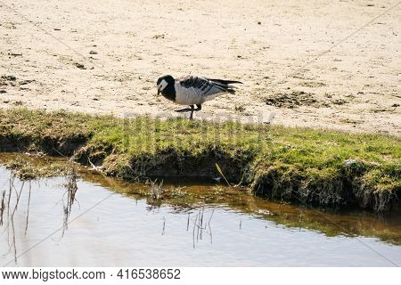 A Goose Is Standing Next To The Lake On The Grass, Looking For Food