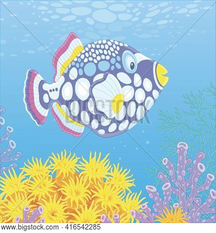 Exotic Multi Colored Parrotfish Swimming Over Stinging Tentacles Of A Yellow Anemone In Blue Water O