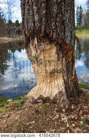 Tree Trunk On The River Bank Is Damaged By Beaver. Beavers Fell Trees To Build Dams And Lodges