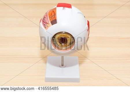 Enlarged Anatomical Eye Model. Eye Anatomy, Human Eye Cross Section Physiology, Cornea Model From Pl