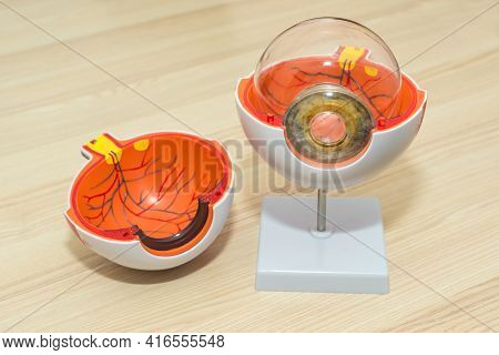 Enlarged Anatomical Eye Model. Eye Anatomy, Human Eye Cross Section Physiology, Cornea Model From Pl