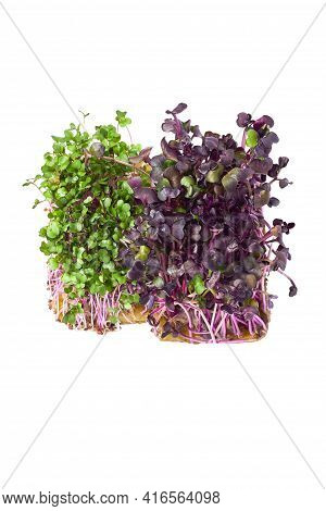 Micro-green Plant Sprouts Isolated On A White Background. Radish Is Green And Red Micro Green. Assor