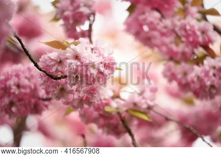 Cherry Blossom Background With Lovely Rose Pink Color