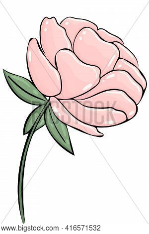 Pink Peony, Vector. One Delicate Garden Flower On A White Background. Hand Drawn Flower. Flower For 