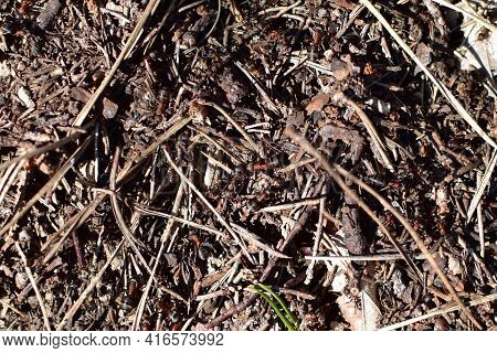 Forest Ants Close-up In A Heap Of Anthill In Disorderly Motion