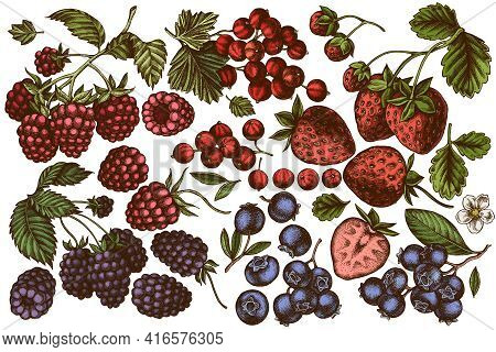 Vector Set Of Hand Drawn Colored Strawberry, Blueberry, Red Currant, Raspberry, Blackberry Stock Ill