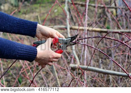 Pruning Cumberland Black Raspberry, Rubus Occidentalis, Blackberry Plants By Cutting Dead And Damage
