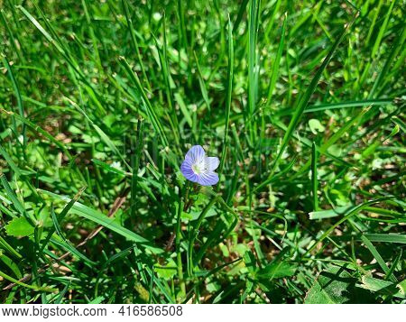 Single Close Up Persian Speedwell In Spring Green Grass. Blue Flower Also Known As Birdeye Speedwell