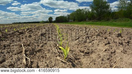 Growing Corn In The Agriculture Field. Corn Seedlings, Sprouts Growing On Dry Sandy Soil. Agricultur