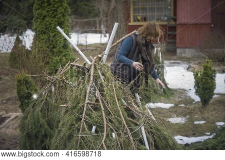 Woman Wrapping Schrubs With Elm Branches In A Garden, Daylight Shot