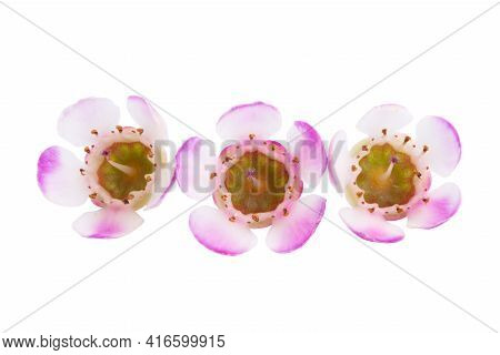 Beautiful Wax Myrtle Flower Isolated On White Background